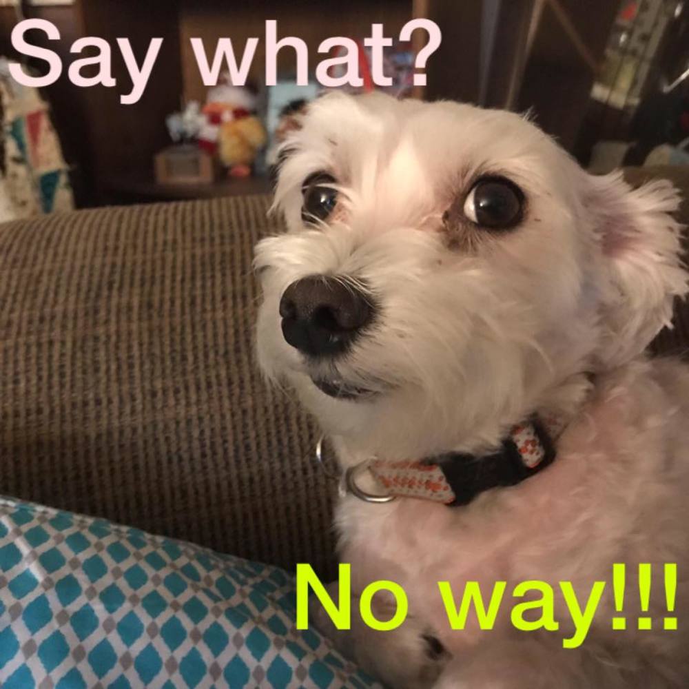 Meet your Posher, Loriann